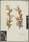 Foto von Salix alba L.